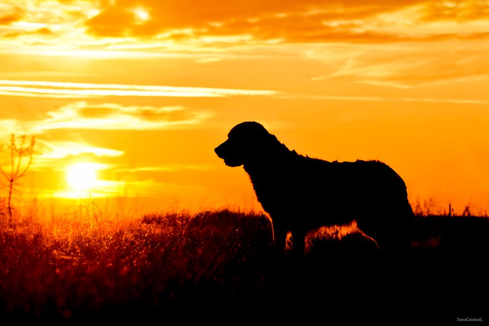 Golden retriever silhouette at sunset